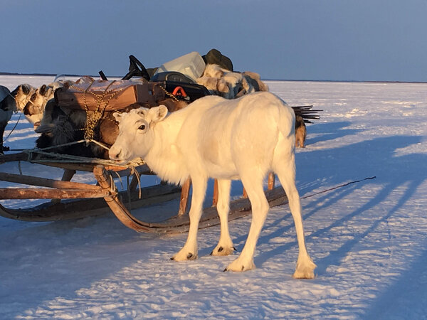 Северный Олень — Discover Yamal